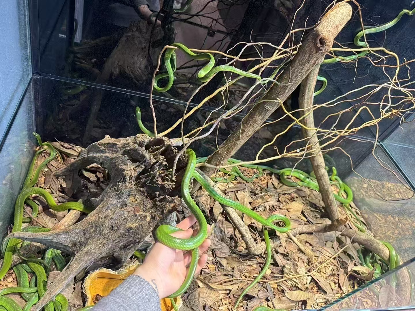 翠青压成成体
